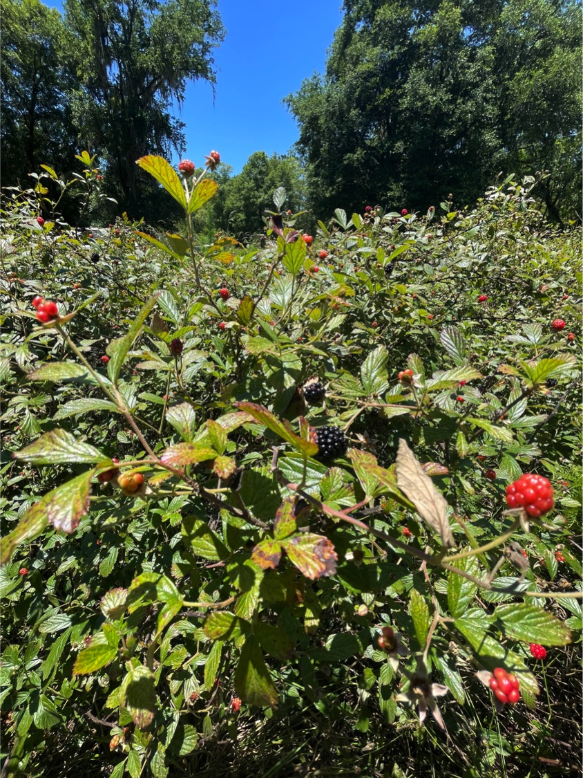 blackberries