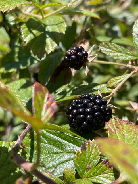 blackberries