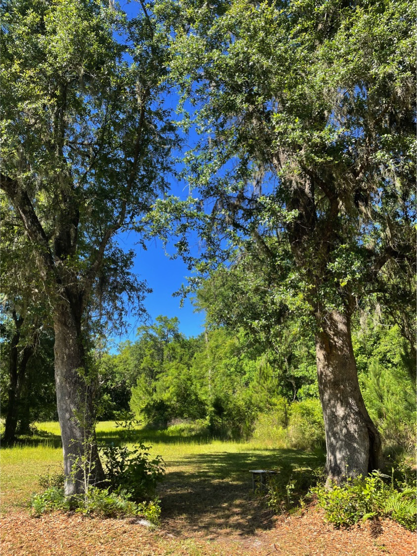 trees for hammock